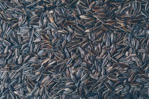 Sunflower Seed