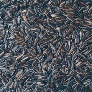 Sunflower Seed